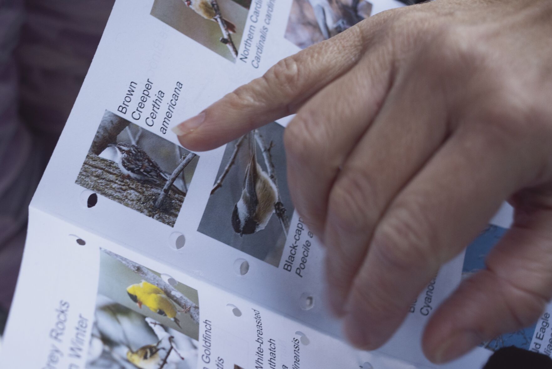 Brown creeper